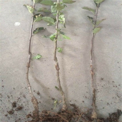 爱妃苹果苗种苗基地 高品质种苗的摇篮