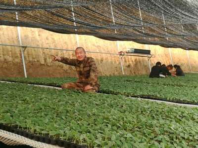 蔬菜基地种苗嫁接忙 为春日播种希望