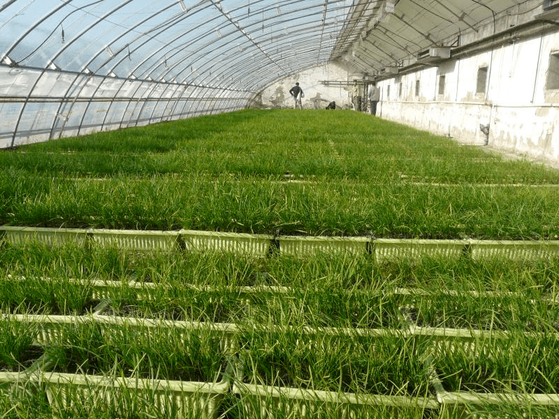 区组培室自主选育韭菜种苗 60万株优质种苗完成定植实践