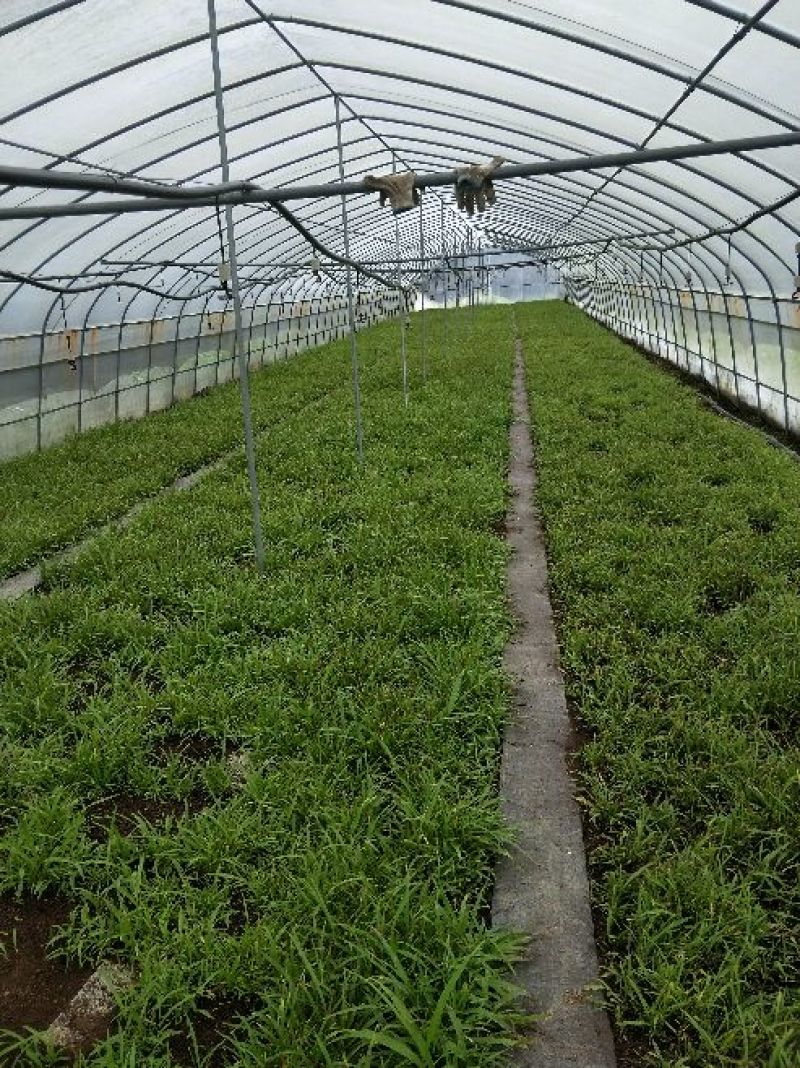 成都新都区白芨种苗批发 0.70元/棵，种植新选择