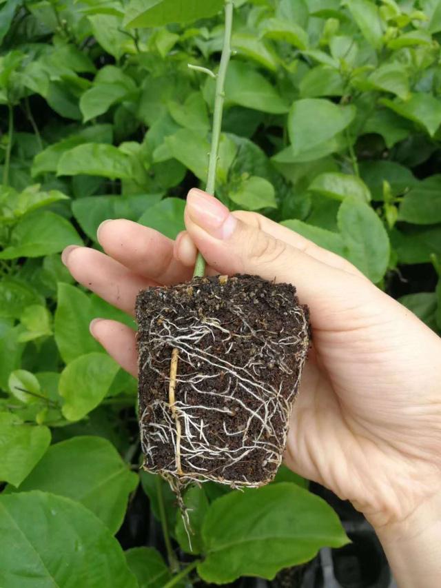 百香果种苗选择指南 四种繁育方式的优劣与种植建议