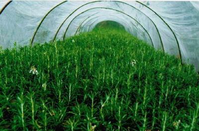 迷迭香种苗种植全攻略 从选苗到收获的实用指南