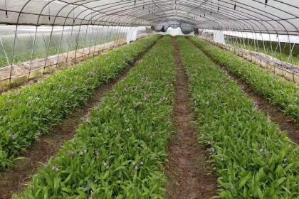 蜀道地白芨种苗 种植基地直供，品质溯源助力中药材产业振兴