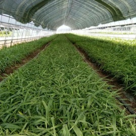 陕西汉中略阳县白芨种苗、重楼黄精、黄精种子何岩种植基地——地址与产地货源详解